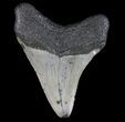 Megalodon Tooth - North Carolina #77533-2